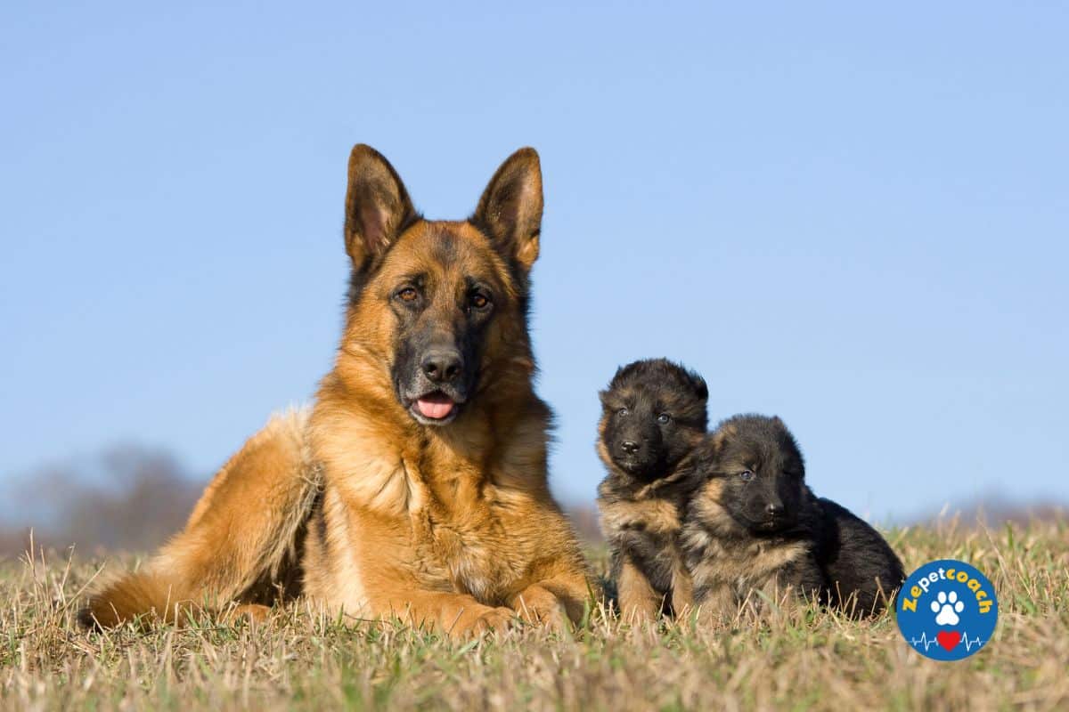 L'infestation des vers chez le chien